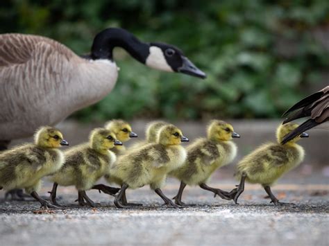 Vancouver looks to frozen eggs to help control Canada goose population